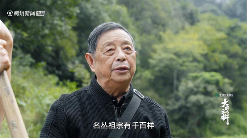 人文自然纪录片《大国之树》挖掘独特树种背后故事 内容情绪共鸣引新思考