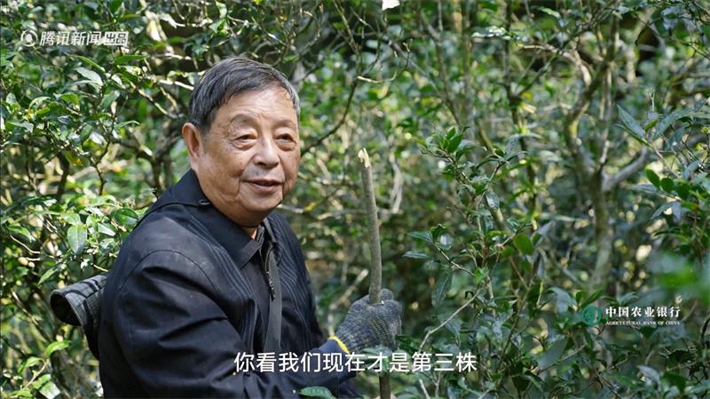 人文自然纪录片《大国之树》挖掘独特树种背后故事 内容情绪共鸣引新思考