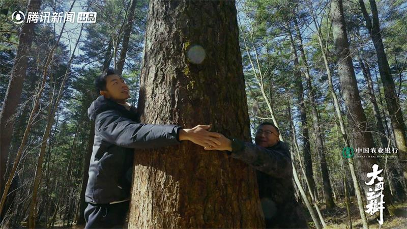在年轮中寻得意义，踏山林间对话自然《大国之树》串联历史生态传承人文