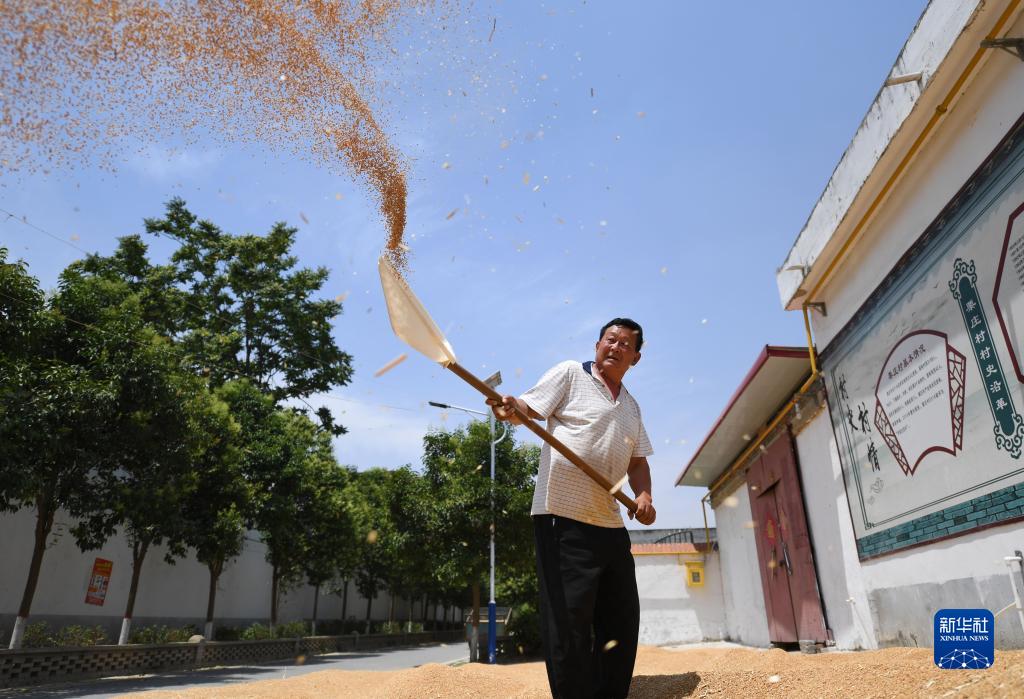 河南上蔡：麦收时节遍地“金”