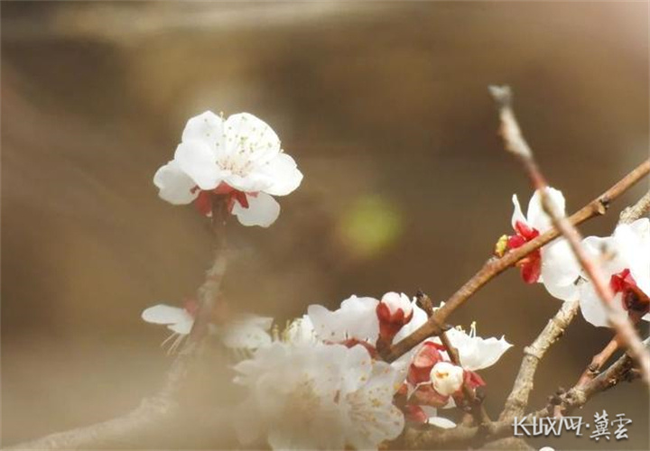 河北曲周：春风一日游 杏花闹枝头