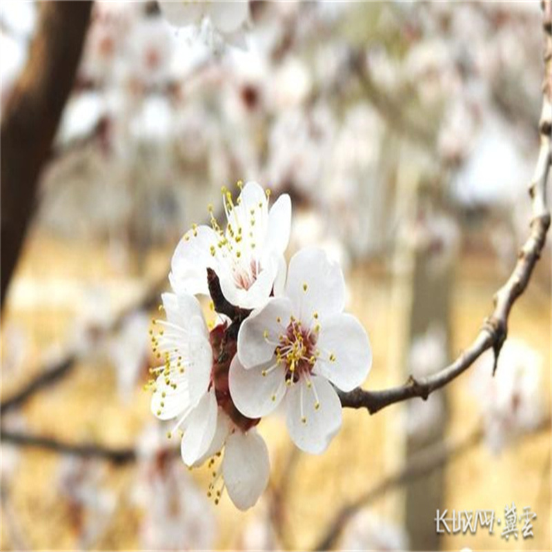 河北曲周：春风一日游 杏花闹枝头