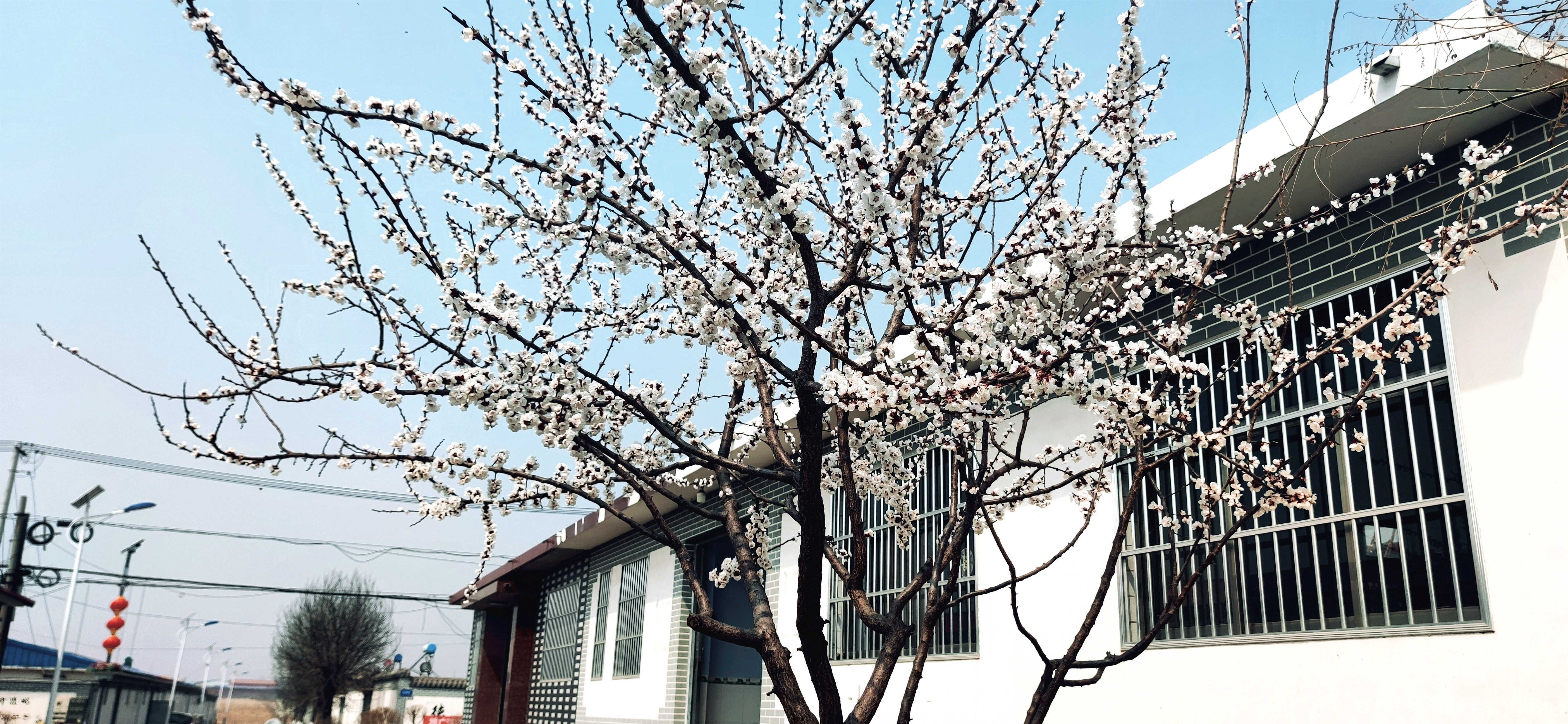河北滦州：乡村春景入画来