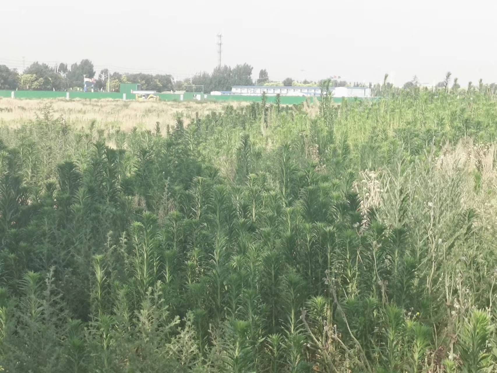 邯郸肥乡区天台山镇百亩耕地撂荒三年 镇书记称：不归我管
