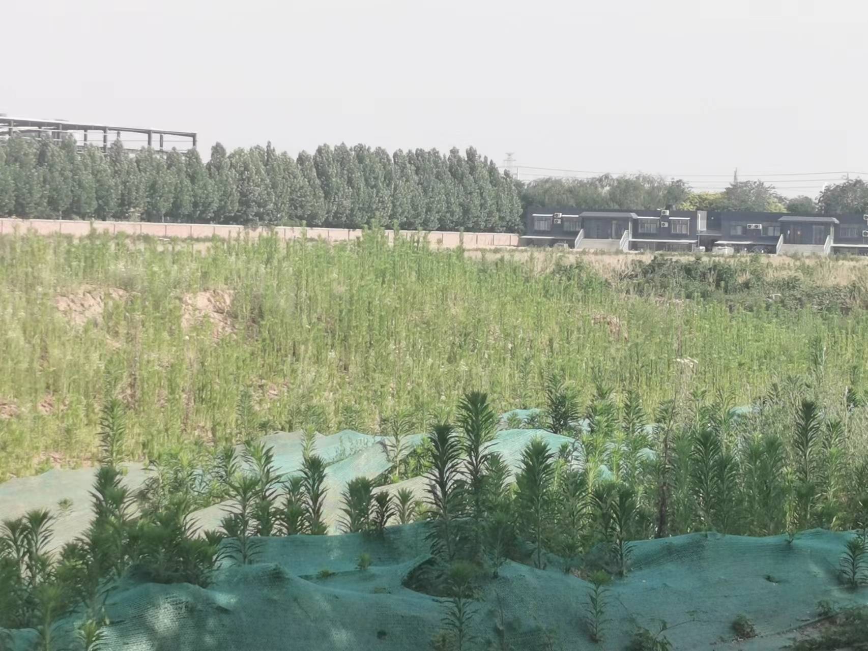 邯郸肥乡区天台山镇百亩耕地撂荒三年 镇书记称：不归我管