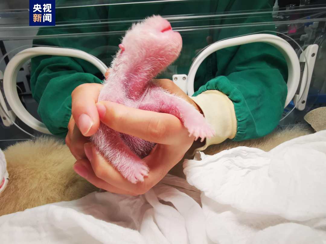 刷新纪录！全球最重大熊猫宝宝诞生