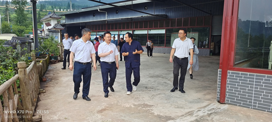 中国工程院院士刘仲华及专家团队一行赴马边调研茶产业发展