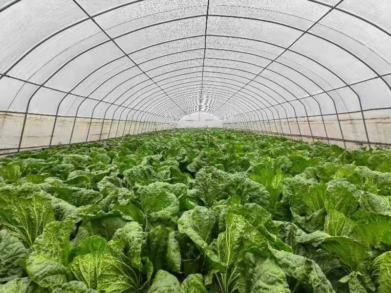 甘肃泾川：玉都蔬菜产业鼓起群众致富“钱袋子”
