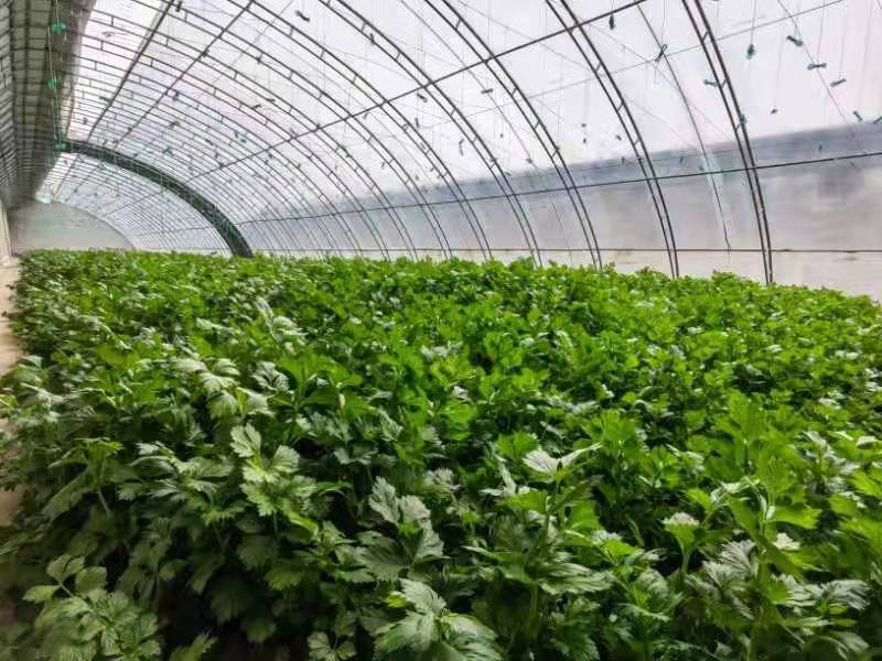 甘肃泾川：玉都蔬菜产业鼓起群众致富“钱袋子”