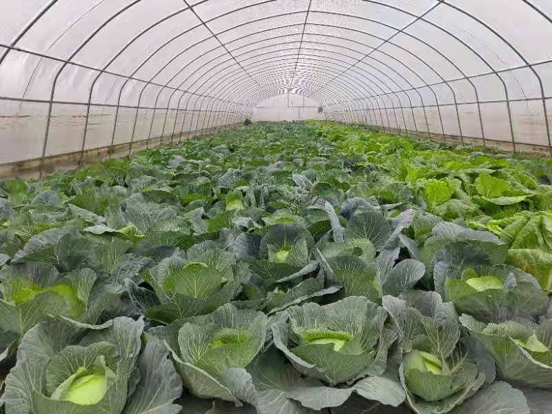 甘肃泾川：玉都蔬菜产业鼓起群众致富“钱袋子”