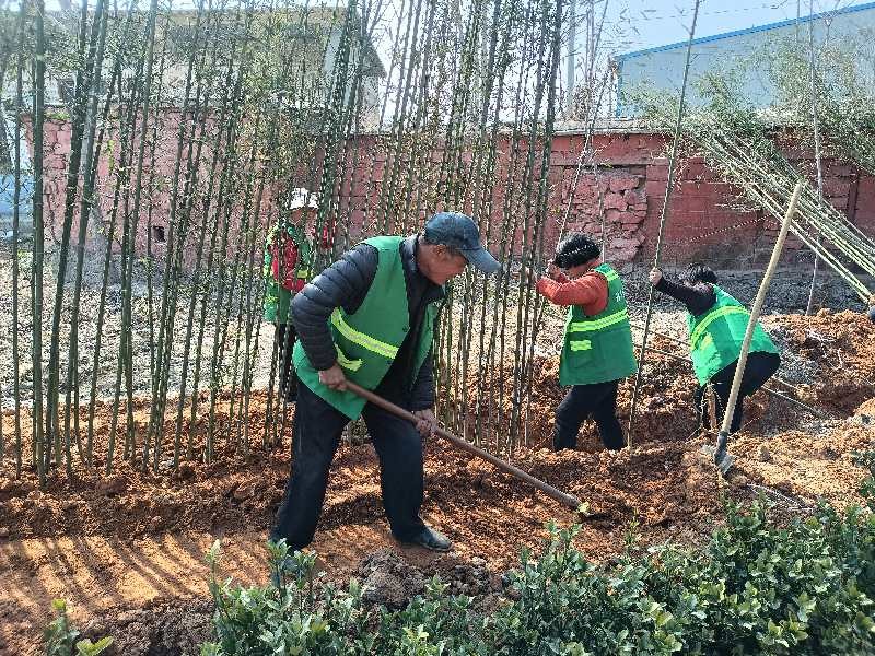 山东平阴县玫瑰镇：打造绿色长廊  提升人居环境