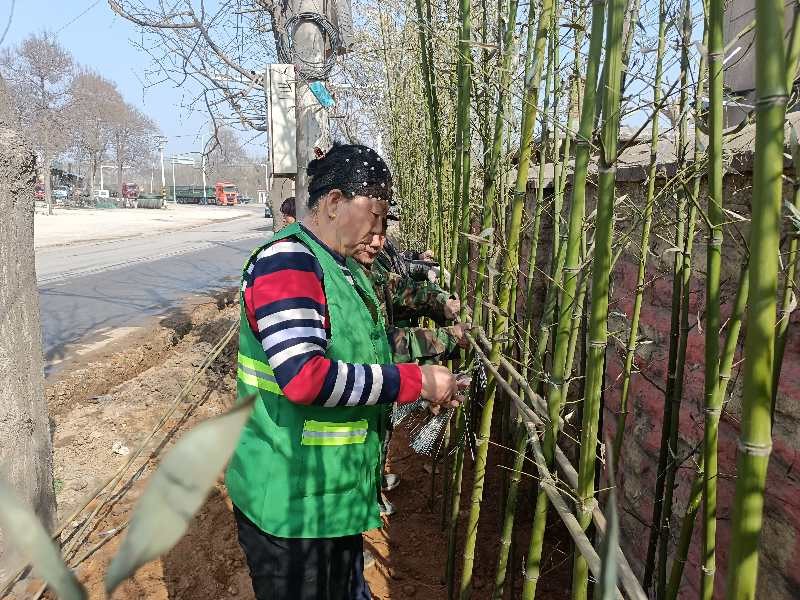 山东平阴县玫瑰镇：打造绿色长廊  提升人居环境