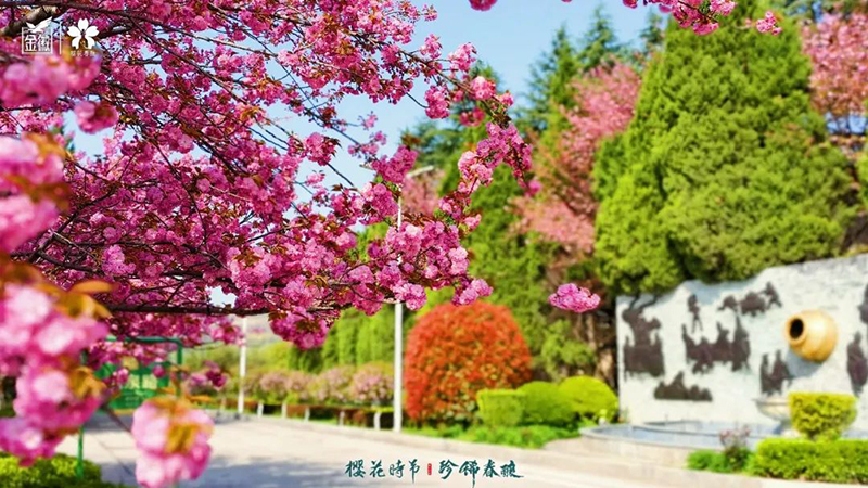 云赏金徽，共鉴2022年“樱花时节 珍稀春酿”