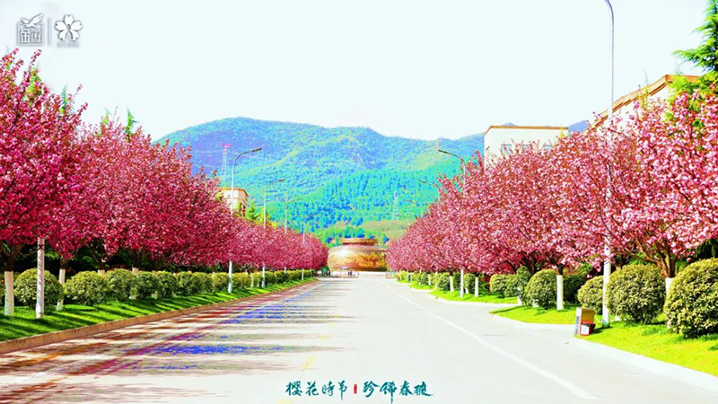 云赏金徽，共鉴2022年“樱花时节 珍稀春酿”