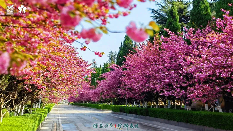 云赏金徽，共鉴2022年“樱花时节 珍稀春酿”