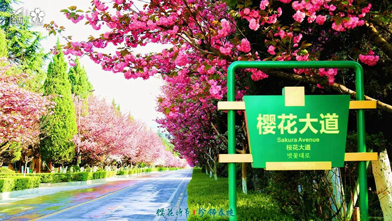 云赏金徽，共鉴2022年“樱花时节 珍稀春酿”