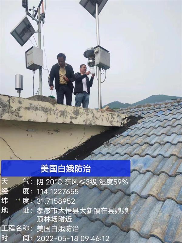 大悟全力打好美国白蛾攻坚战