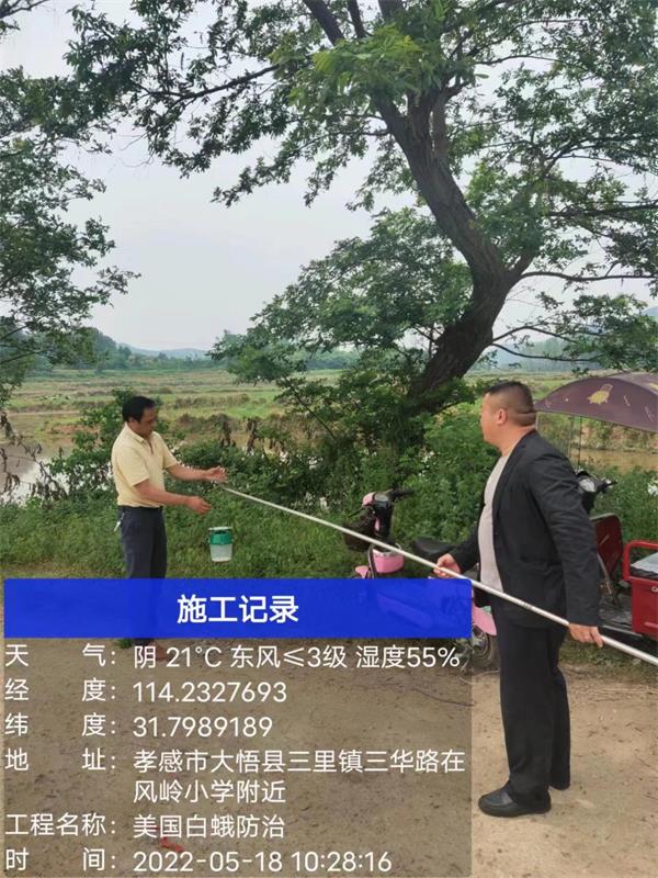 大悟全力打好美国白蛾攻坚战