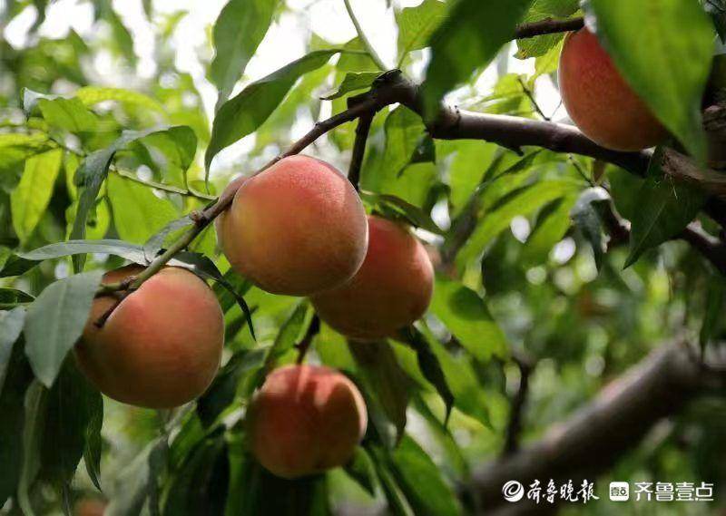 党组织领办合作社激活无棣县乡村振兴的“一江春水”