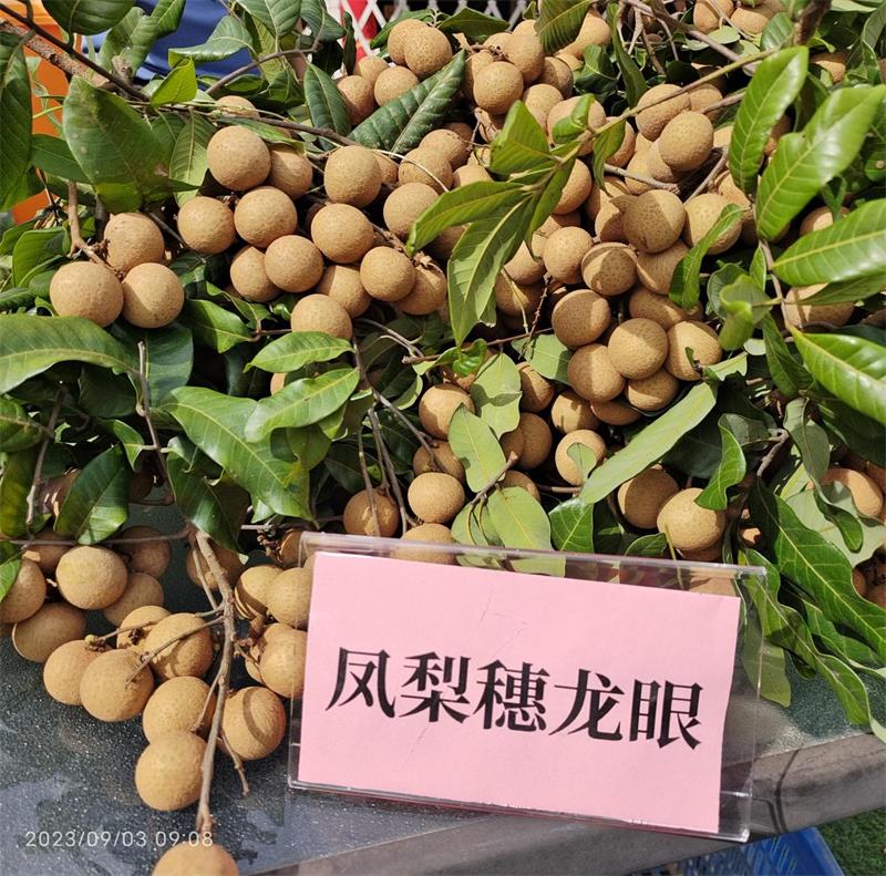 “同安凤梨穗”龙眼采摘节 助力乡村振兴