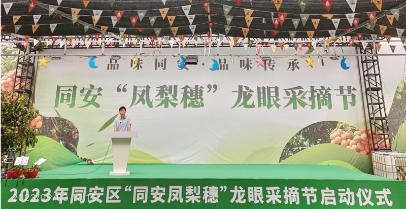 “同安凤梨穗”龙眼采摘节 助力乡村振兴